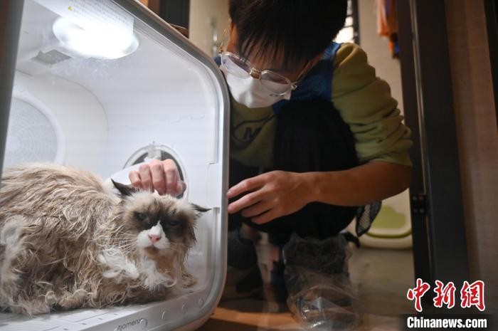 广西南宁上门洗猫服务需求旺萌宠居家享受SPA